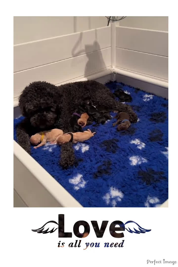 Kruising honden te koop: Goldendoodle/labradoodle  - Video 1