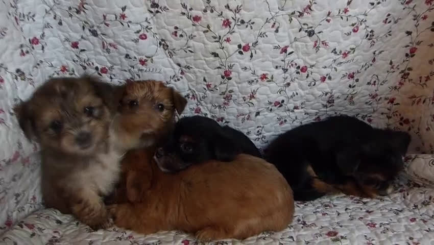 Yorkshire Terriër honden te koop: 5 pups Yorkshire Terrier gezond niet doorgefokt - Video 3