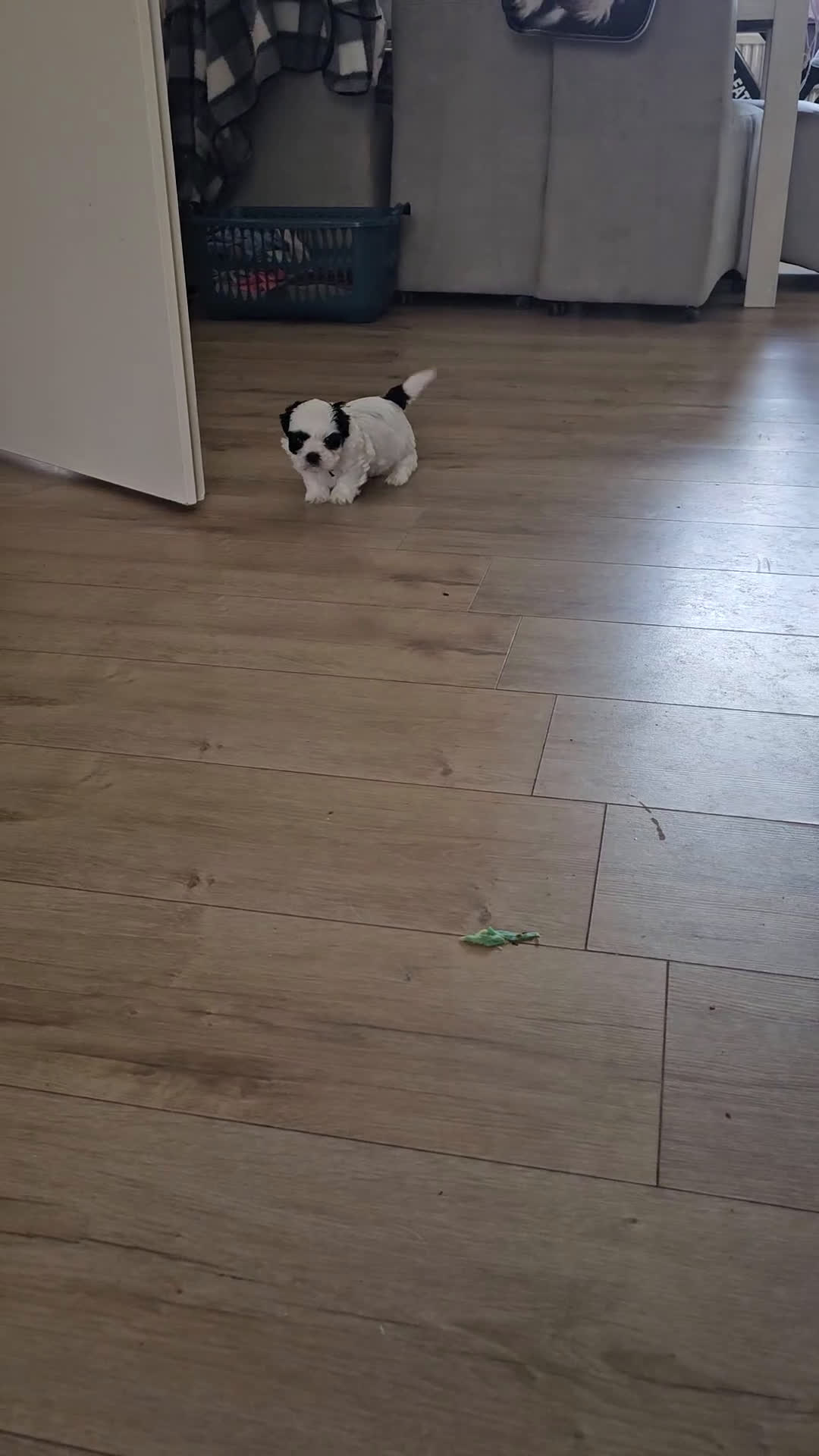 Kruising honden te koop: boomer Pups - Video 1