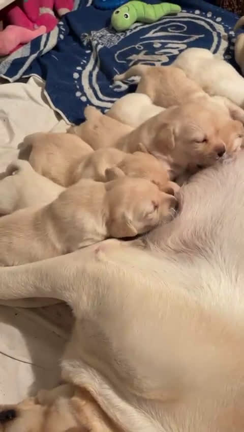 Labrador Retriever honden te koop: Blonde Labrador Pups 1/26 - Video 1