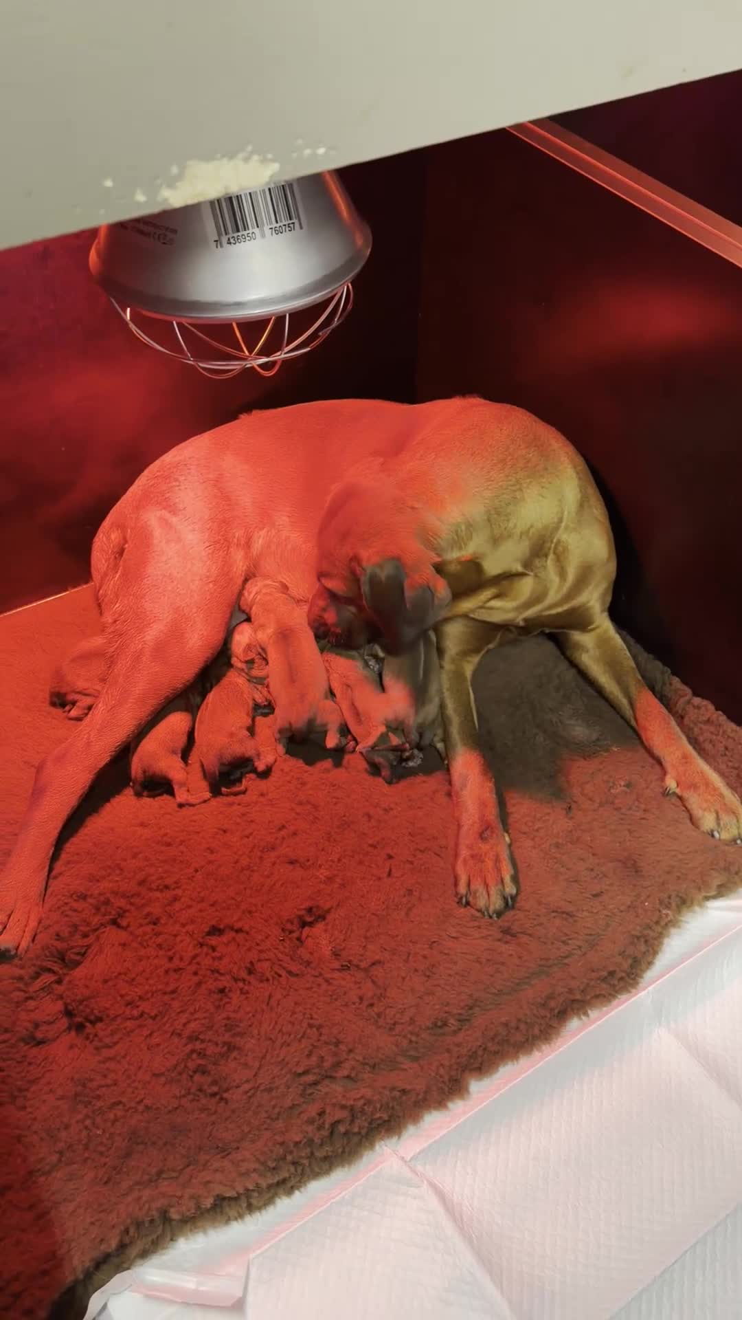 Rhodesian Ridgeback honden te koop: Rhodesian Ridgeback puppy's - Video 1