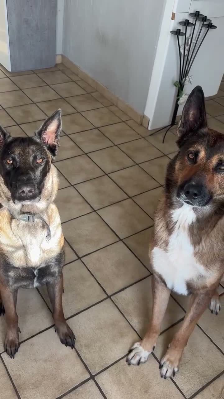 Mechelse Herder honden te koop: Energieke en liefdevolle Mechelse herder - Video 2