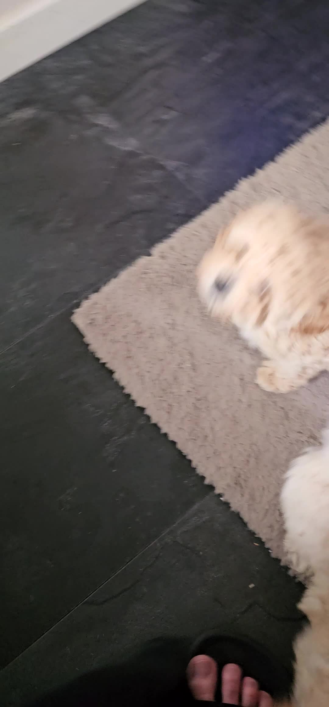 Poedel Toy honden te koop: Toypoedel pups  - Video 3