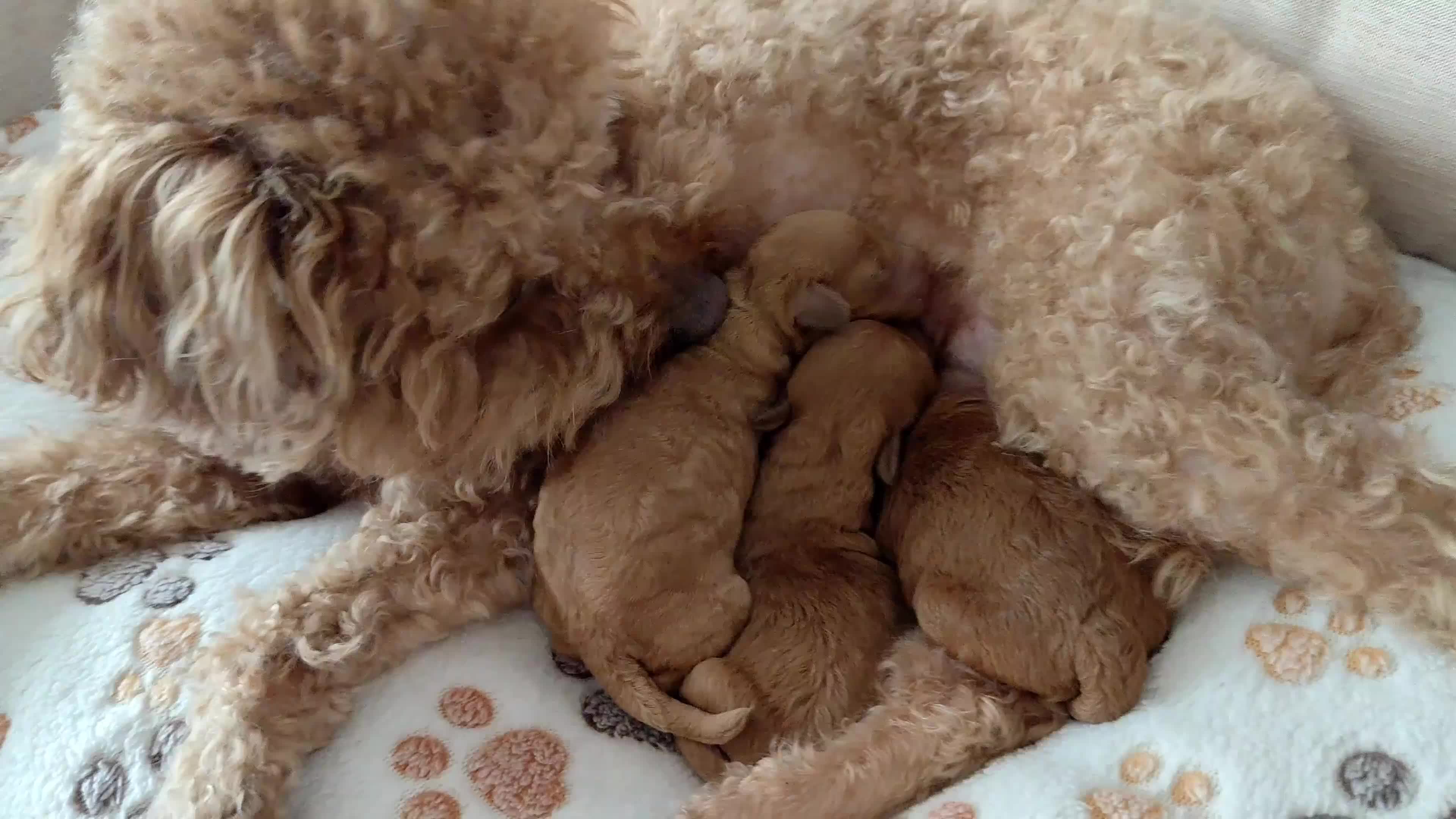 Poedel honden te koop: Dwergpoedelpups mini - Video 1