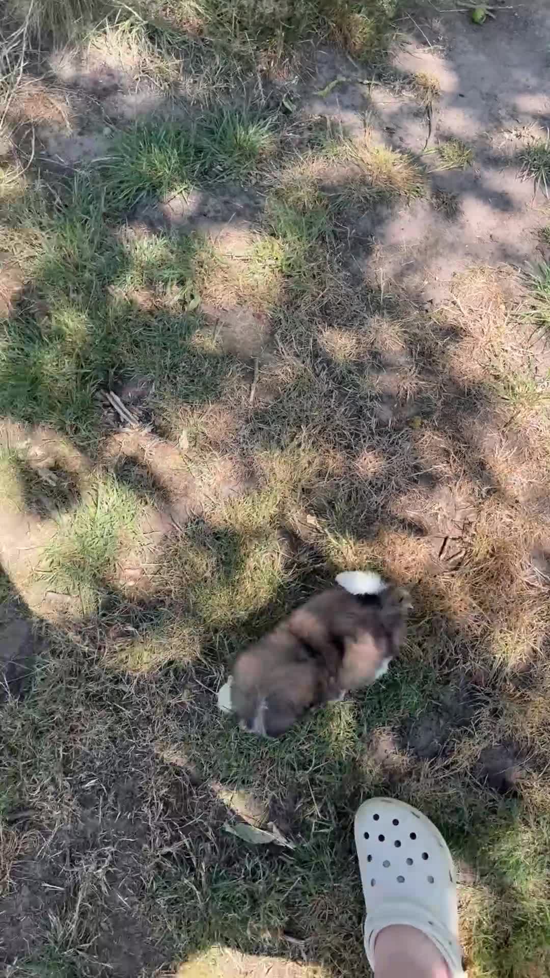 Shih Tzu honden te koop: Prachtig shih Tzu reutje  - Video 3
