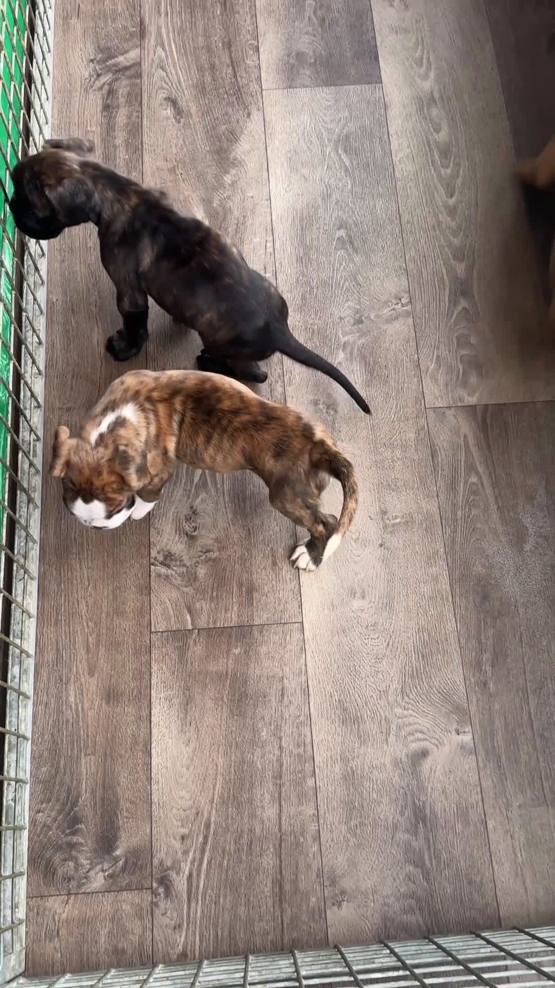 Boxer honden te koop: Prachtig teefje met mooie Witte aftekening  - Video 1