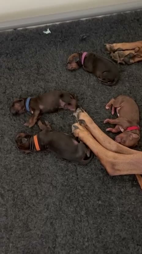 Rhodesian Ridgeback honden te koop: Rhodesian Ridgebacks puppy’s  - Video 1