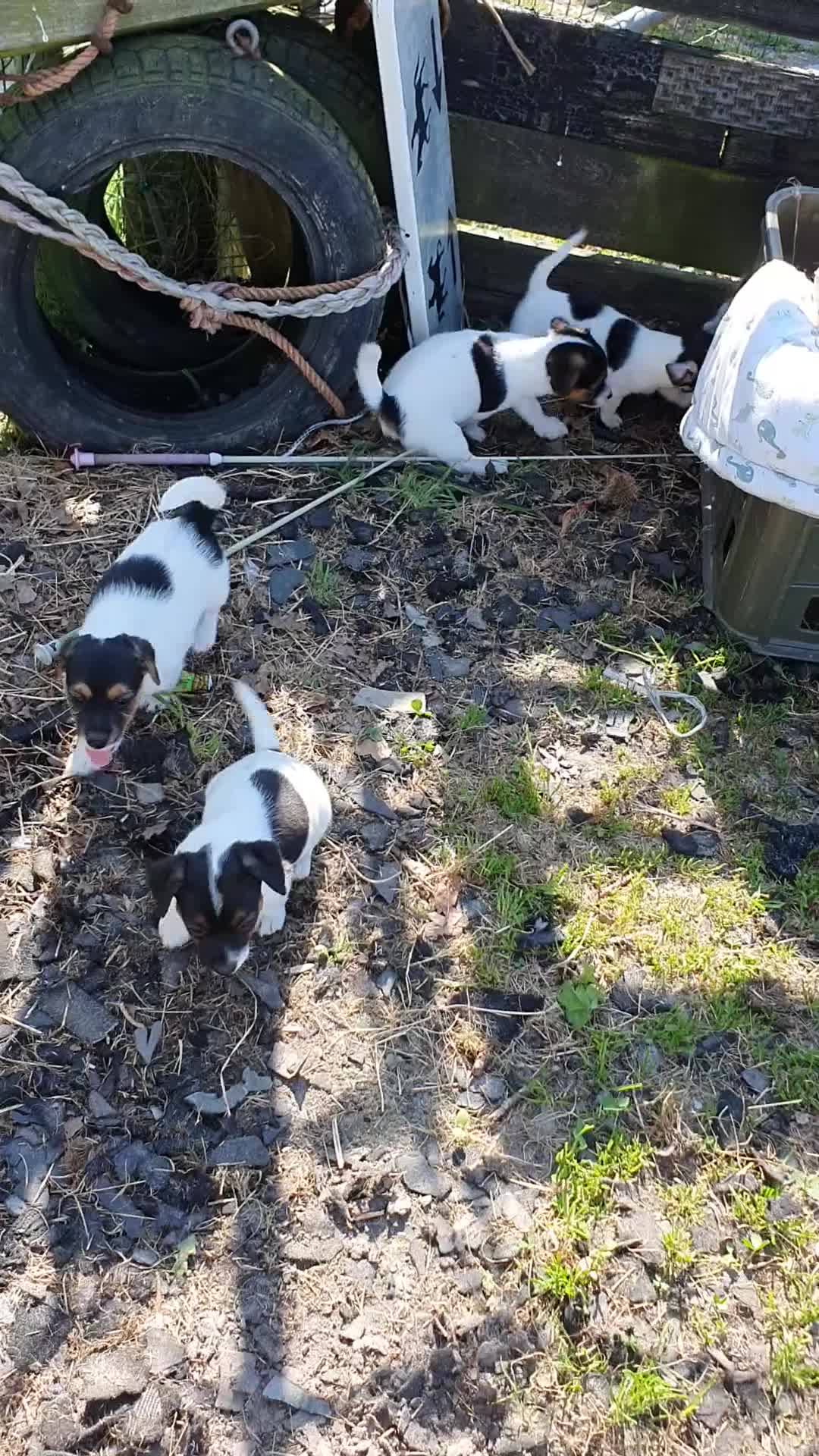 Jack Russel Terriër honden te koop: Zuiver gefokte JACK RUSSELTJES ruw + Broken + glad - Video 3