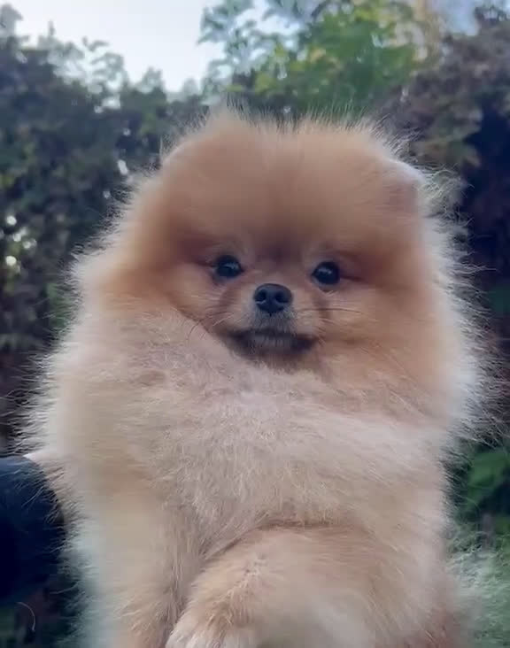Pomeriaan honden te koop: Raszuivere Pomeranian puppies te Koop - Video 1