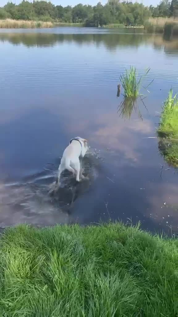 Labrador Retriever honden te koop: Loving New Home Wanted for Our 6-Month Labrador - Video 1