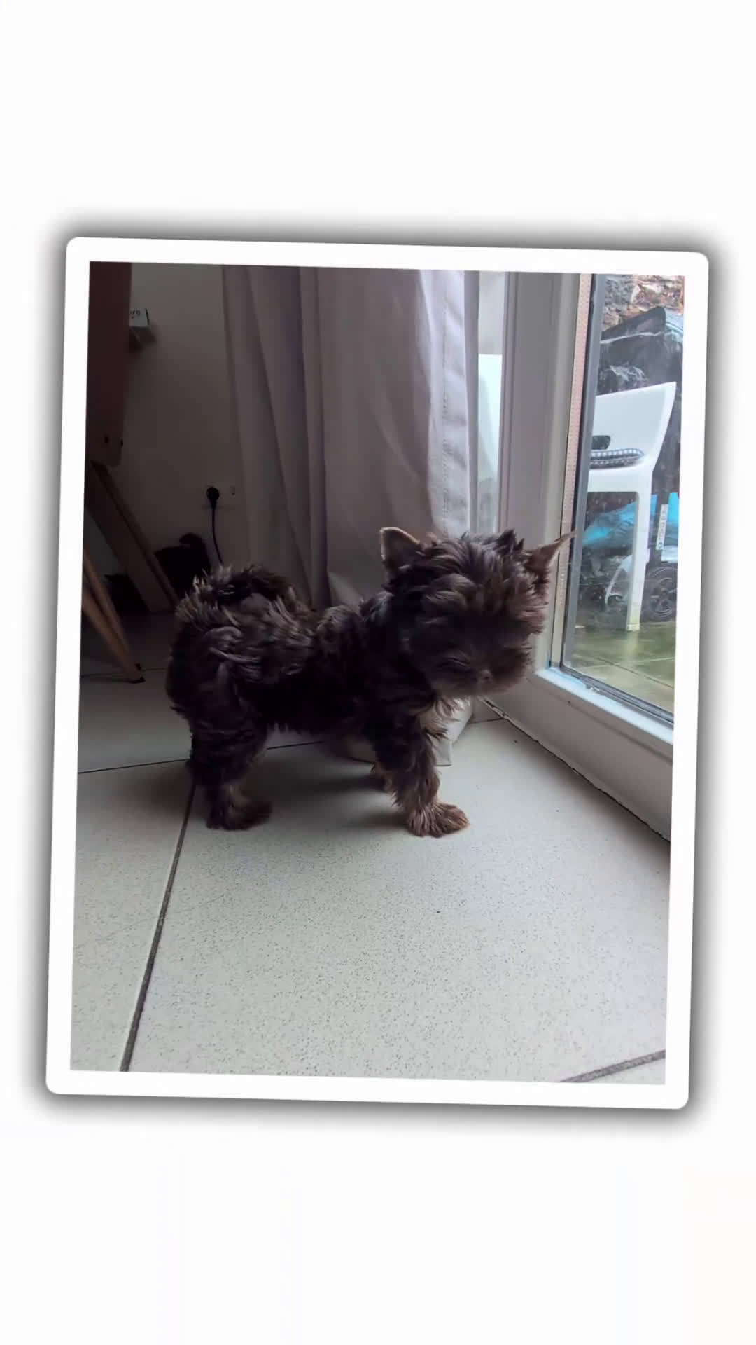Yorkshire Terriër honden te koop: Yorkshire Terrier puppy’s te koop - Video 3