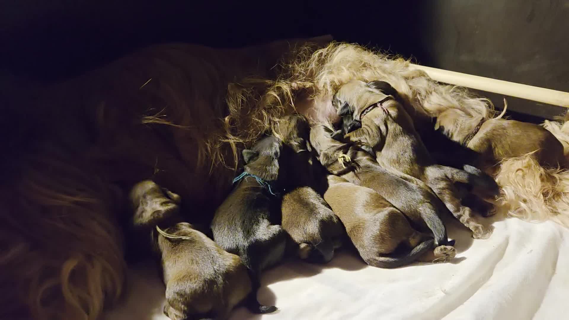 Briard honden te koop: De pups van Briard zoeken een lief en goed gezin - Video 1
