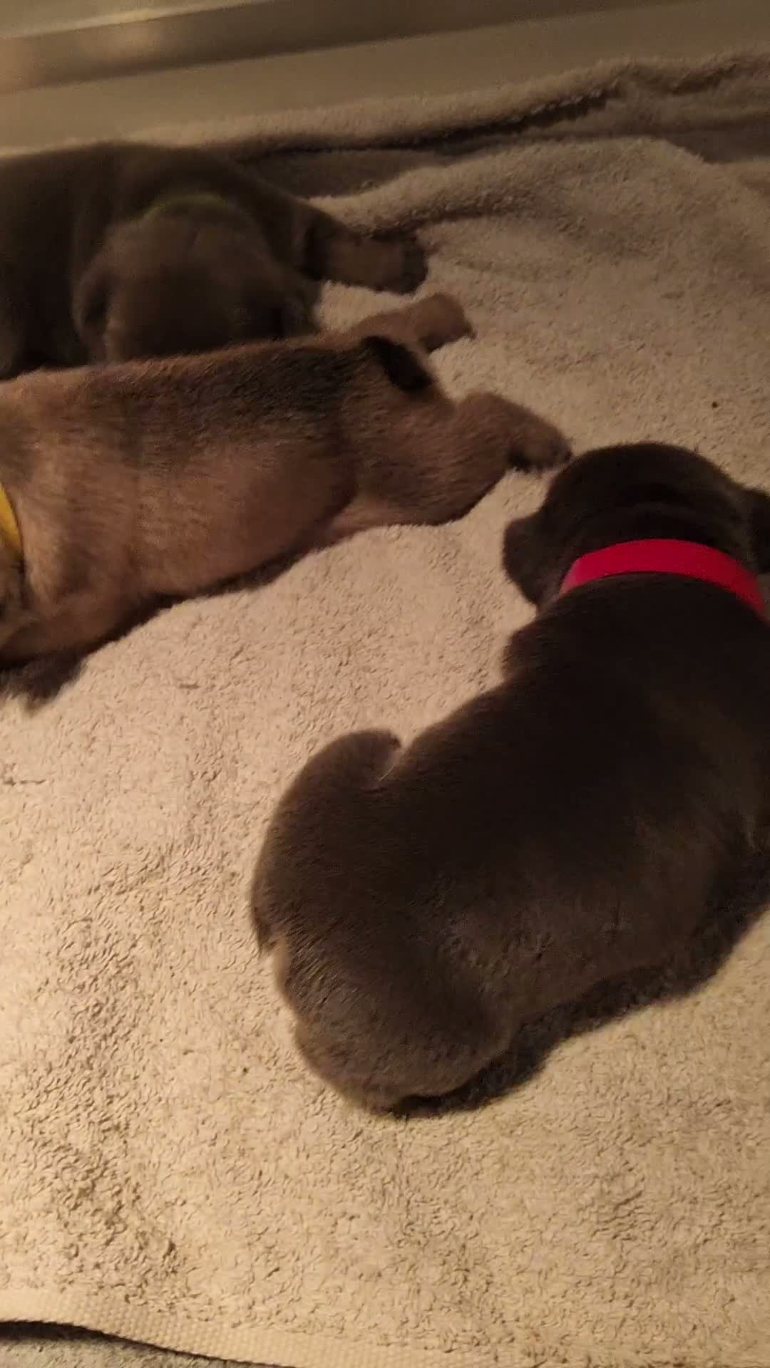 Franse Bulldog honden te koop: Fr bulldog puppy's met stamboom geteste ouders  - Video 1