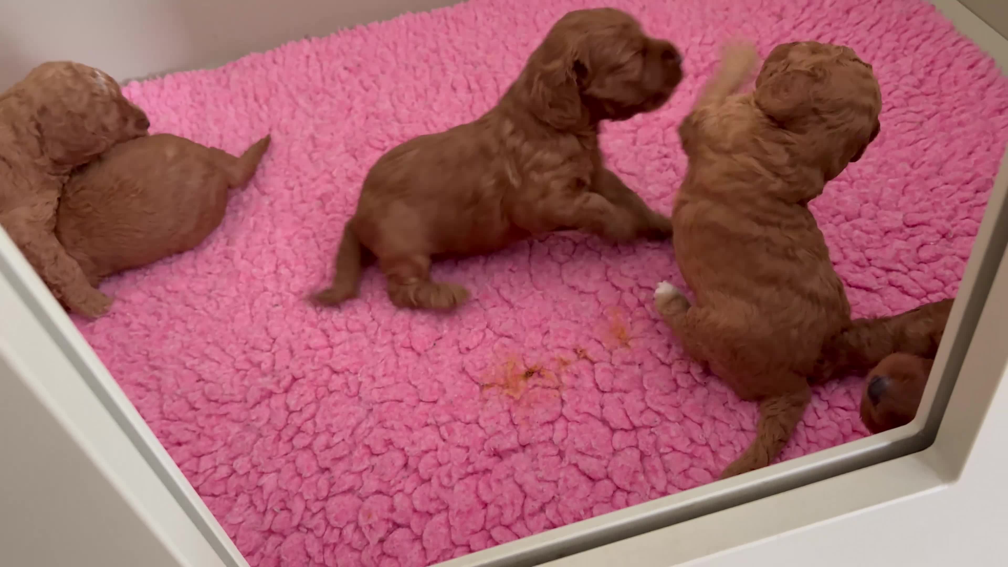 Cockapoo honden te koop: Cockapoo pups in Wanroij - Video 2