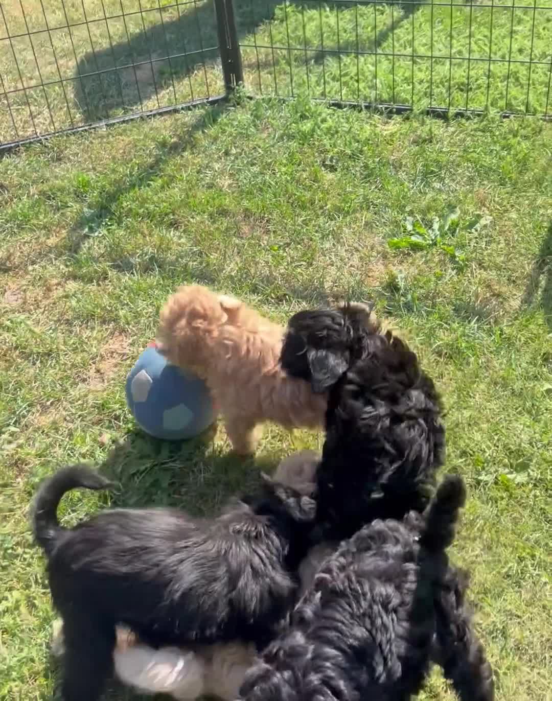 Maltipoo honden te koop: Vrolijke knappe maltipoo x toypoedel  - Video 1