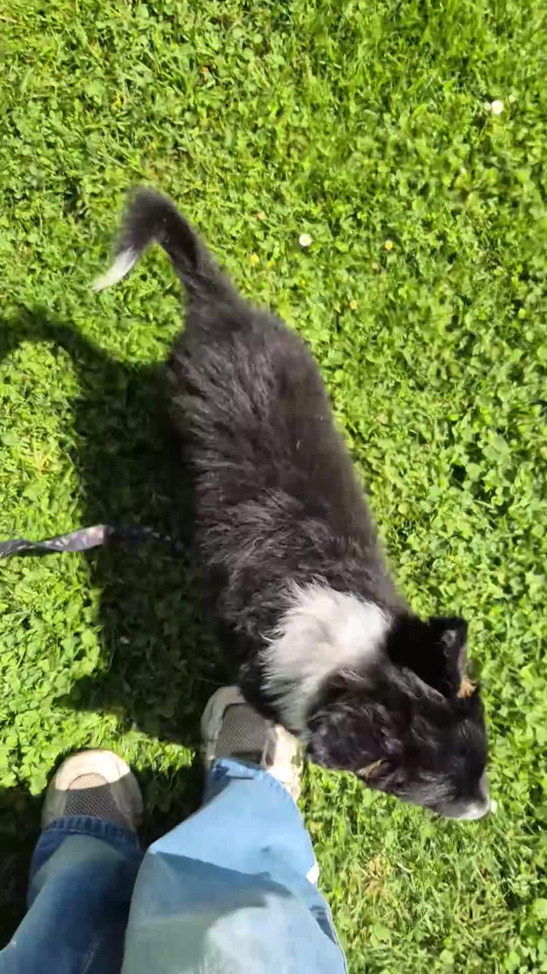 Australian Shepherd honden te koop: Nog 2 australian shepherd reutjes zoeken een thuis - Video 1