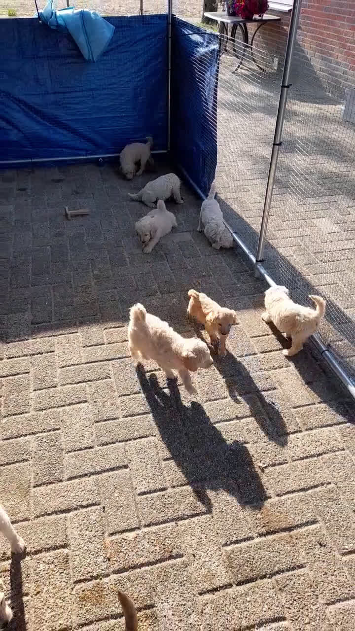 Labradoodle honden te koop: Labradoodle pups - Video 2