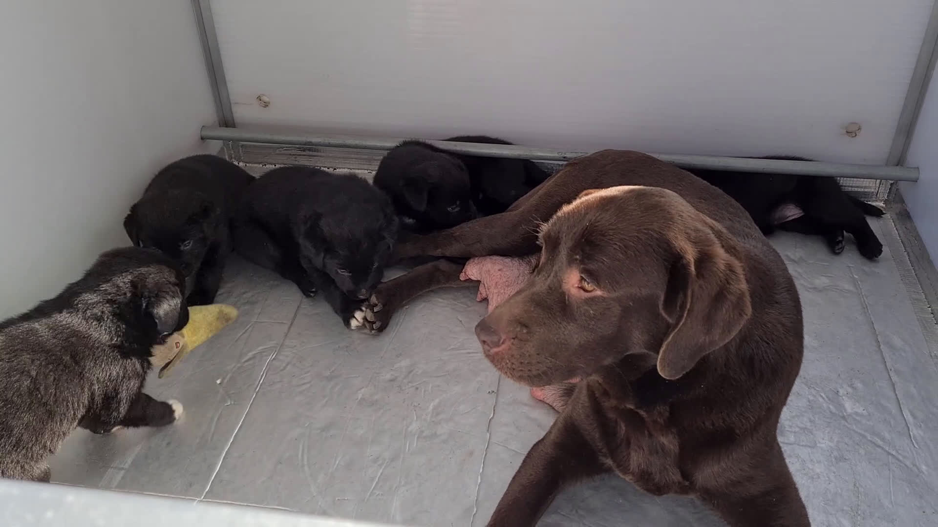 Kruising honden te koop: Unieke Borador pups F1 van Stamboom ouders - Video 3