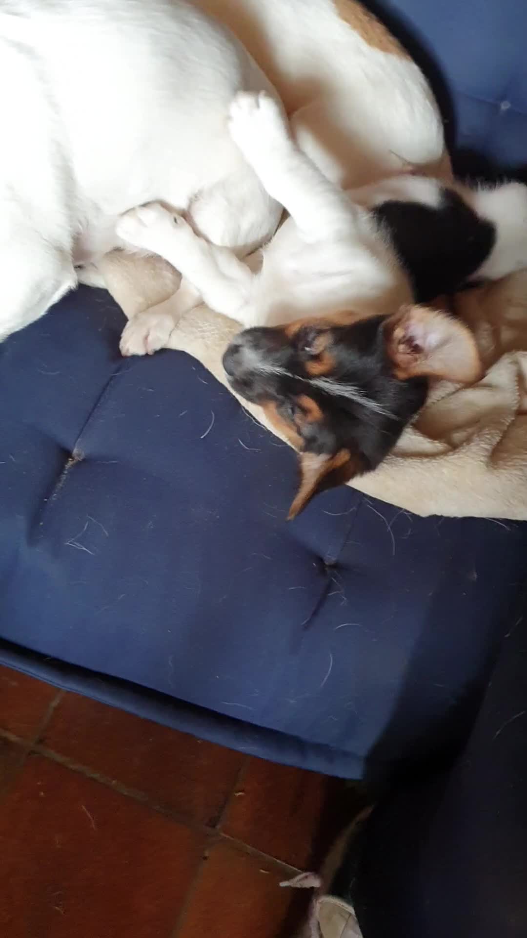 Jack Russel Terriër honden te koop: Speelse gezonde RASZUIVER JACK RUSSELpups LAAGBEEN - Video 2