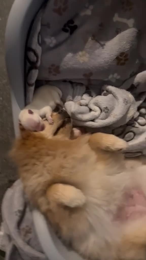 Pomeriaan honden te koop: Twee prachtige raszuivere Pomeranian beschikbaar - Video 1
