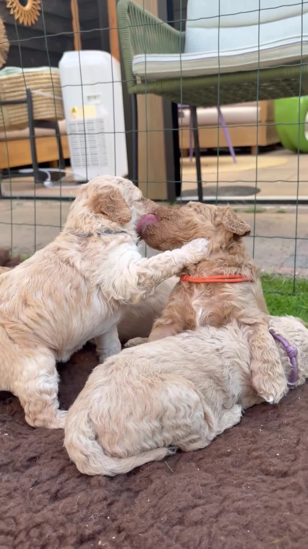 Goldendoodle honden te koop: Knappe Goldendoodles Pups  - Video 4