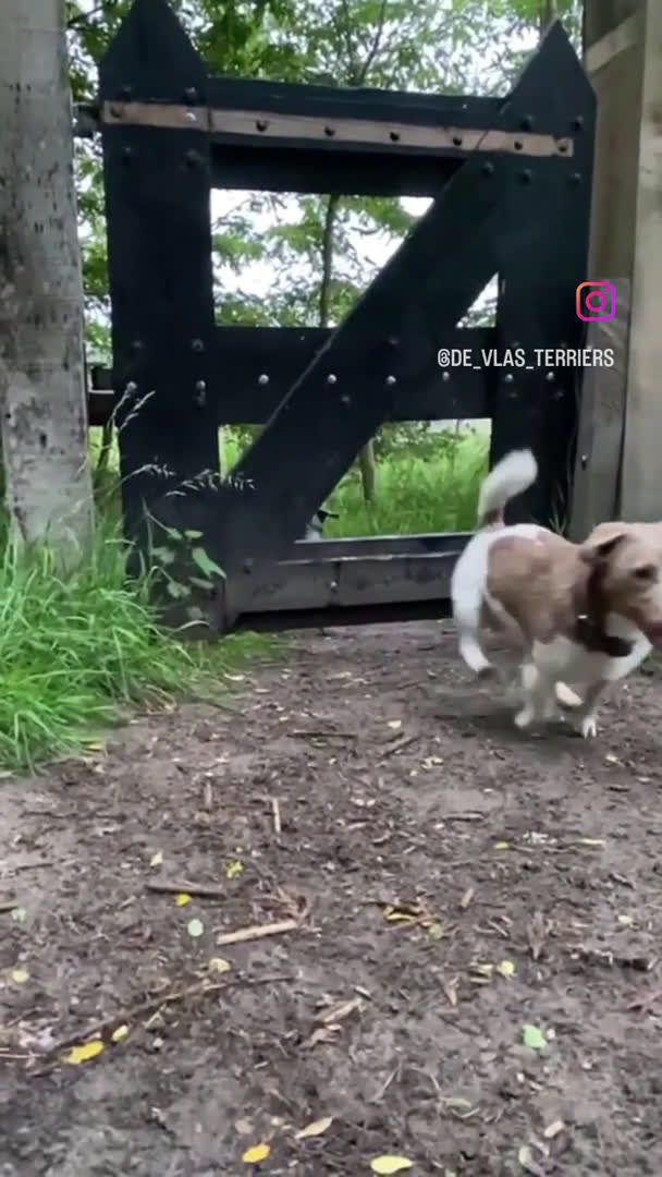 Jack Russel Terriër honden ter dekking: Jack russell dekreuen in Koewacht - Video 2
