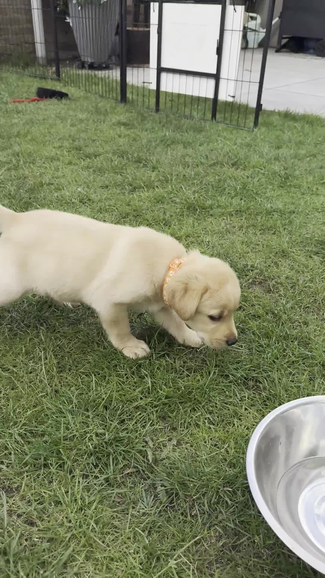 Kruising honden te koop: Labrador x Australian Shepherd pups te koop - Video 3