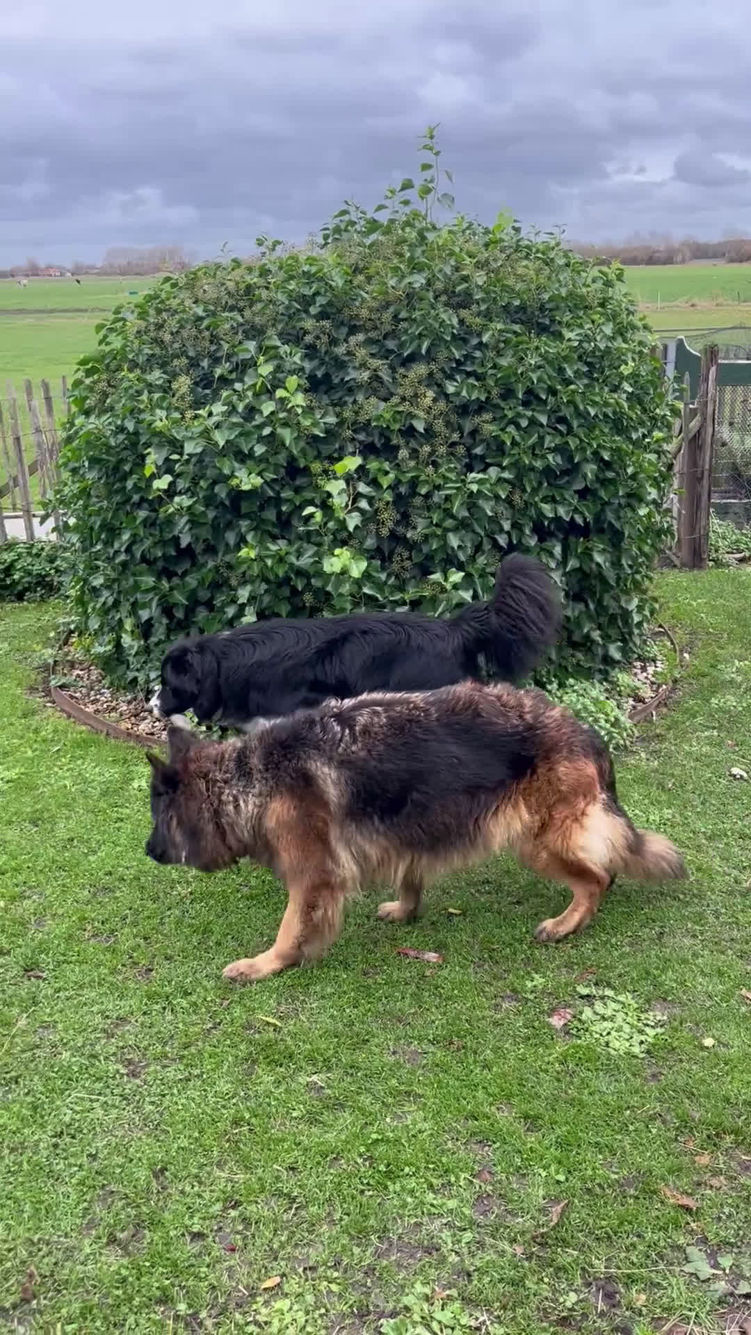 Kruising honden te koop: Lieve duitse herder x border collie pups - Video 2