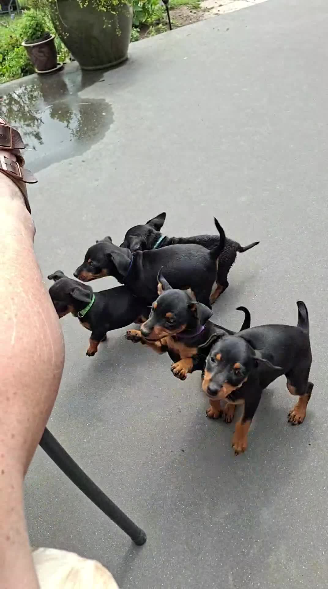 Dwergpinscher honden te koop: Prachtige Dwerg Pincher pups aangeboden  - Video 1