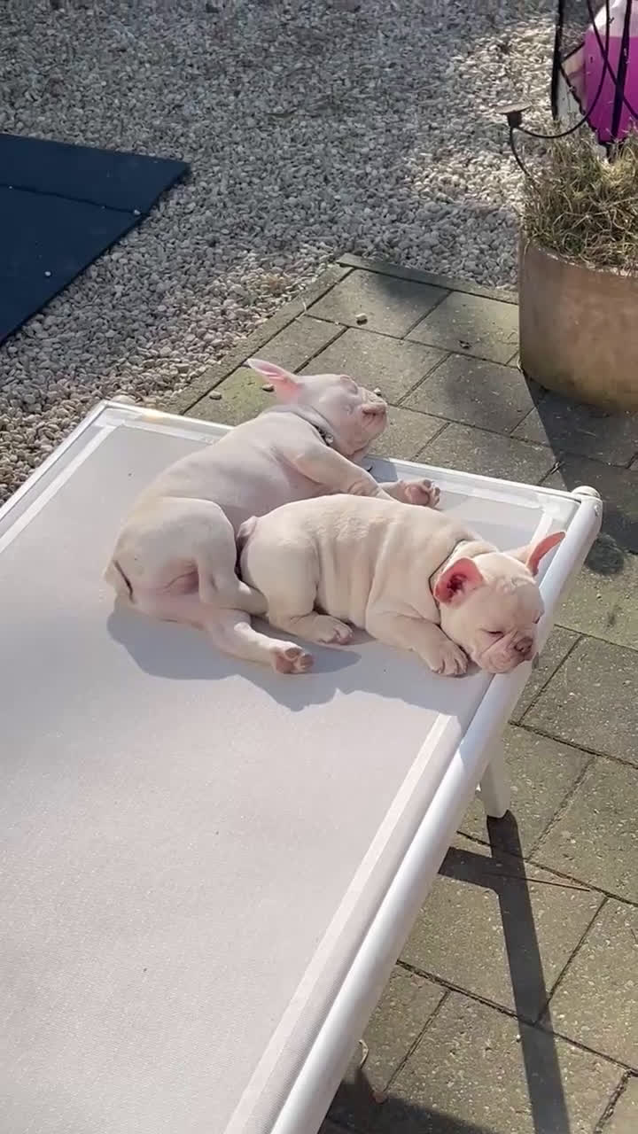 Franse Bulldog honden te koop: 🐶 Prachtige Franse Bulldog pups te koop in Breda - Video 5