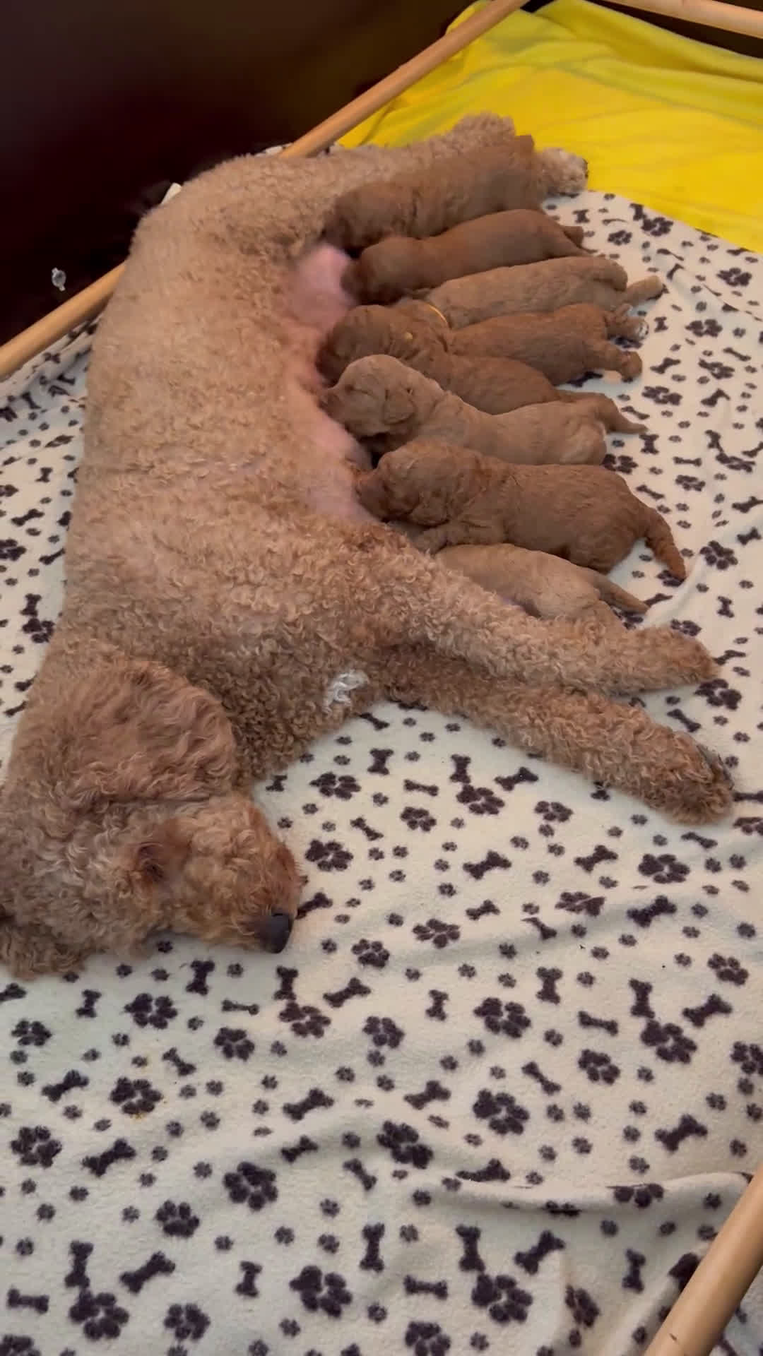 Goldendoodle honden te koop:  Prachtige F3 Doodle Pups van Roos & Sem - Video 2