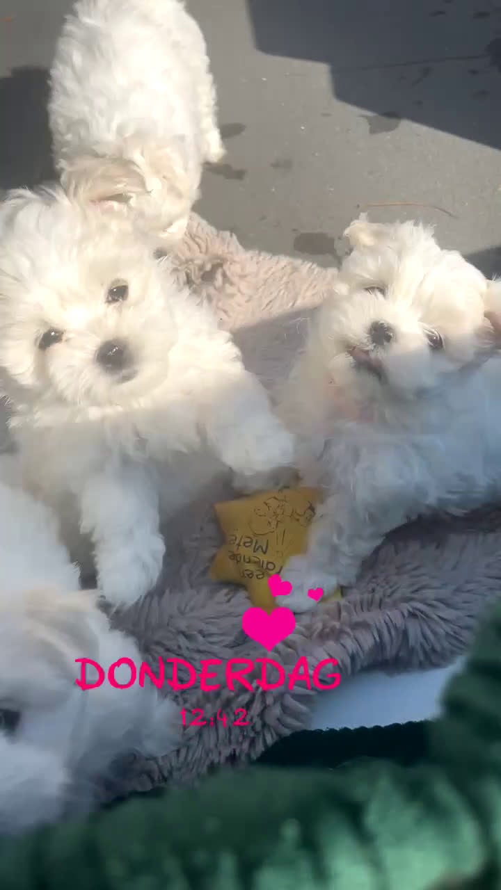 Maltezer honden te koop: Mini malzeter  - Video 1