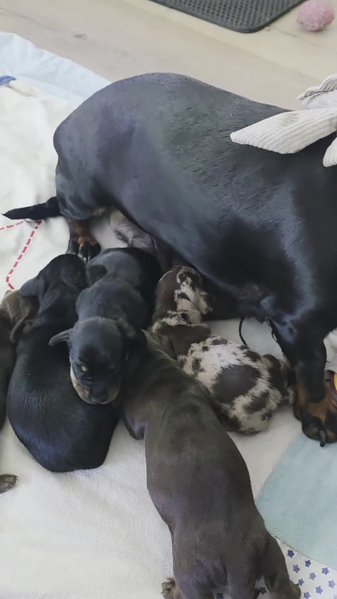 Teckel (korthaar)  honden te koop: ❤️ Prachtige, sociale, lieve dwergteckel pups ❤️ - Video 1