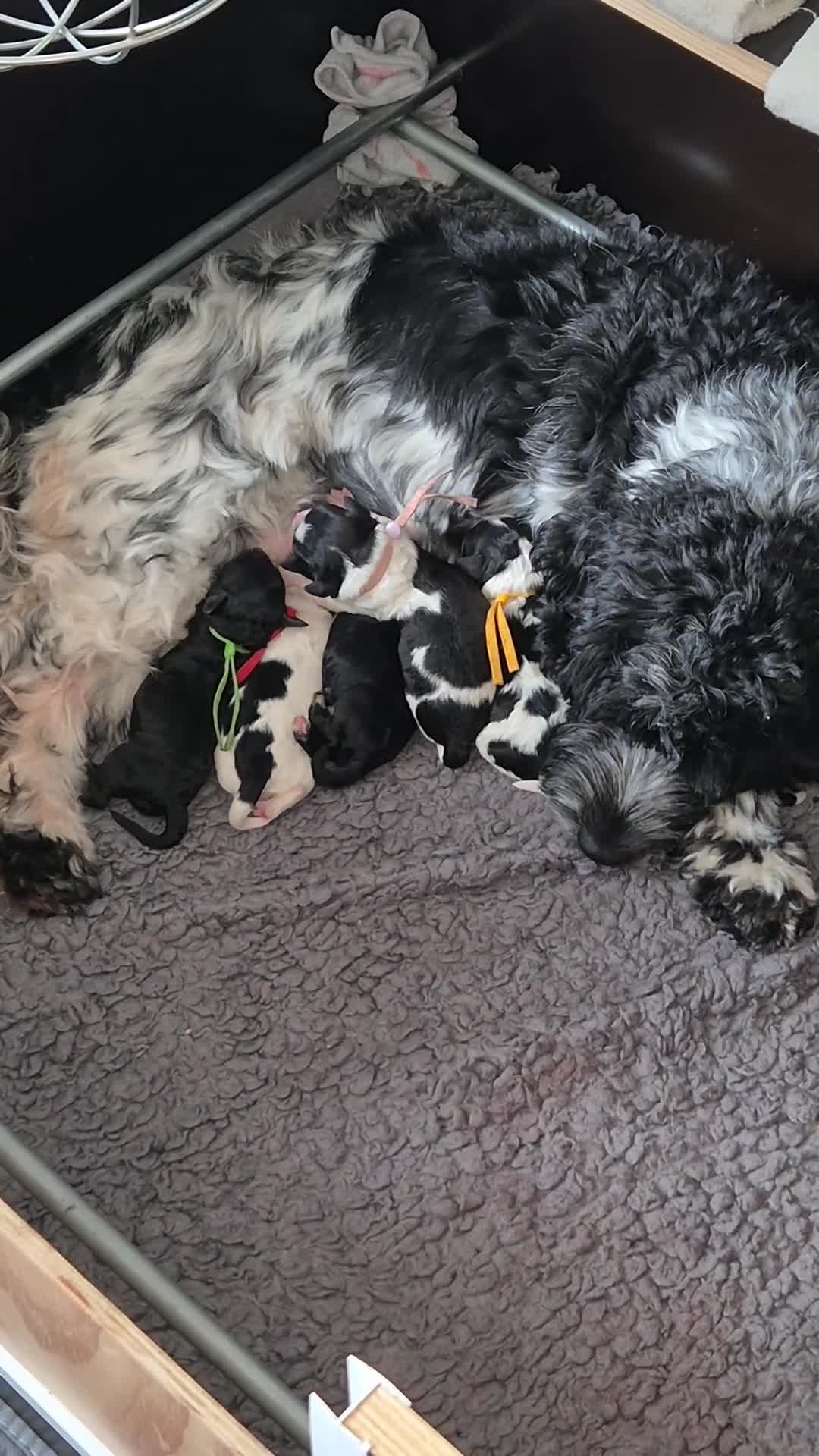 Cockapoo honden te koop: Cockapoo pups  - Video 1
