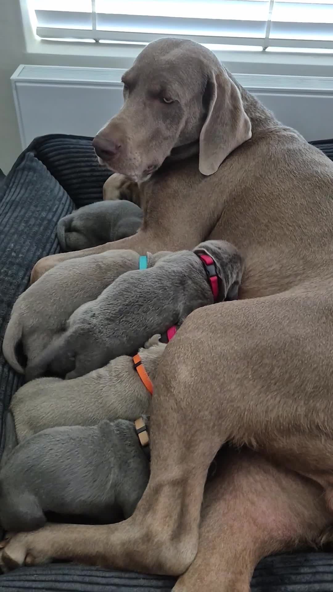 Kruising honden te koop: Hele mooie Labmaraner (Labrador x Weimaraner) pups - Video 1