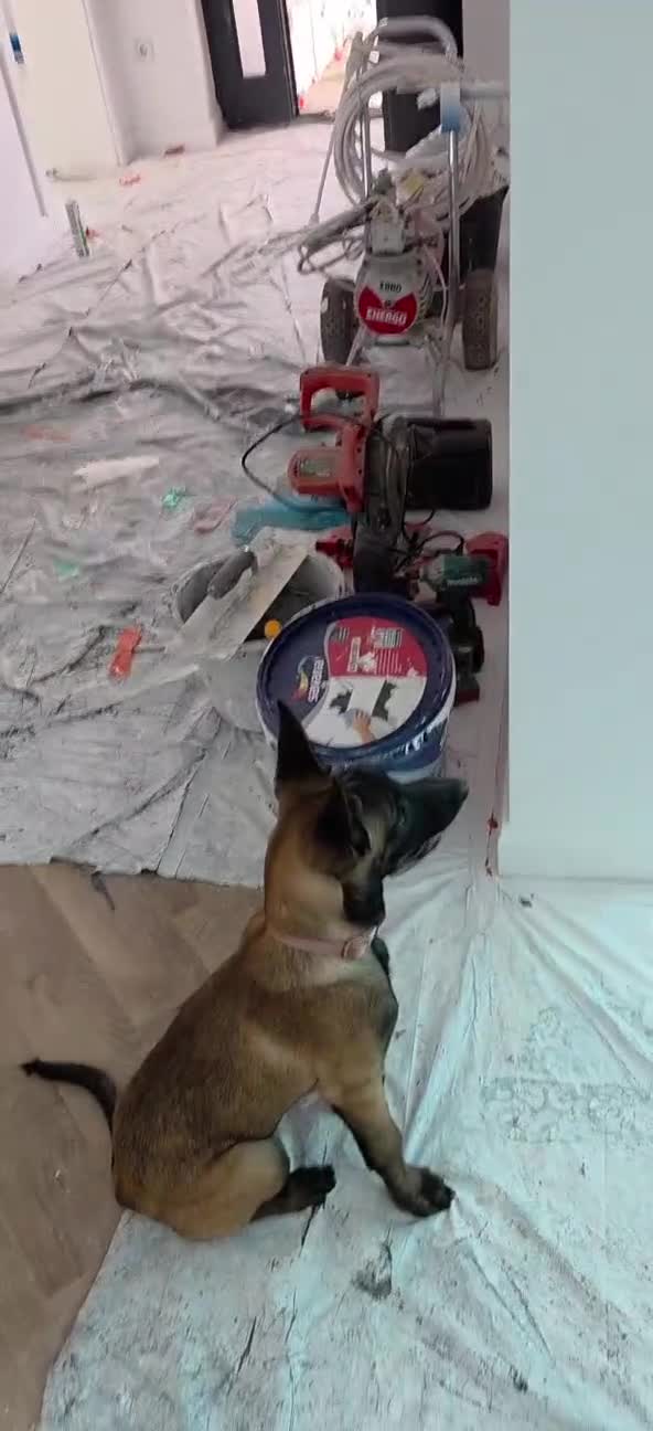 Mechelse Herder honden te koop: Kira – Belgian Shepherd (MALINOIS) - Video 4