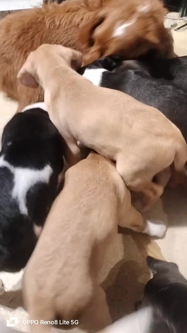 Kruising honden te koop: LIEVE PUPS - Video 1
