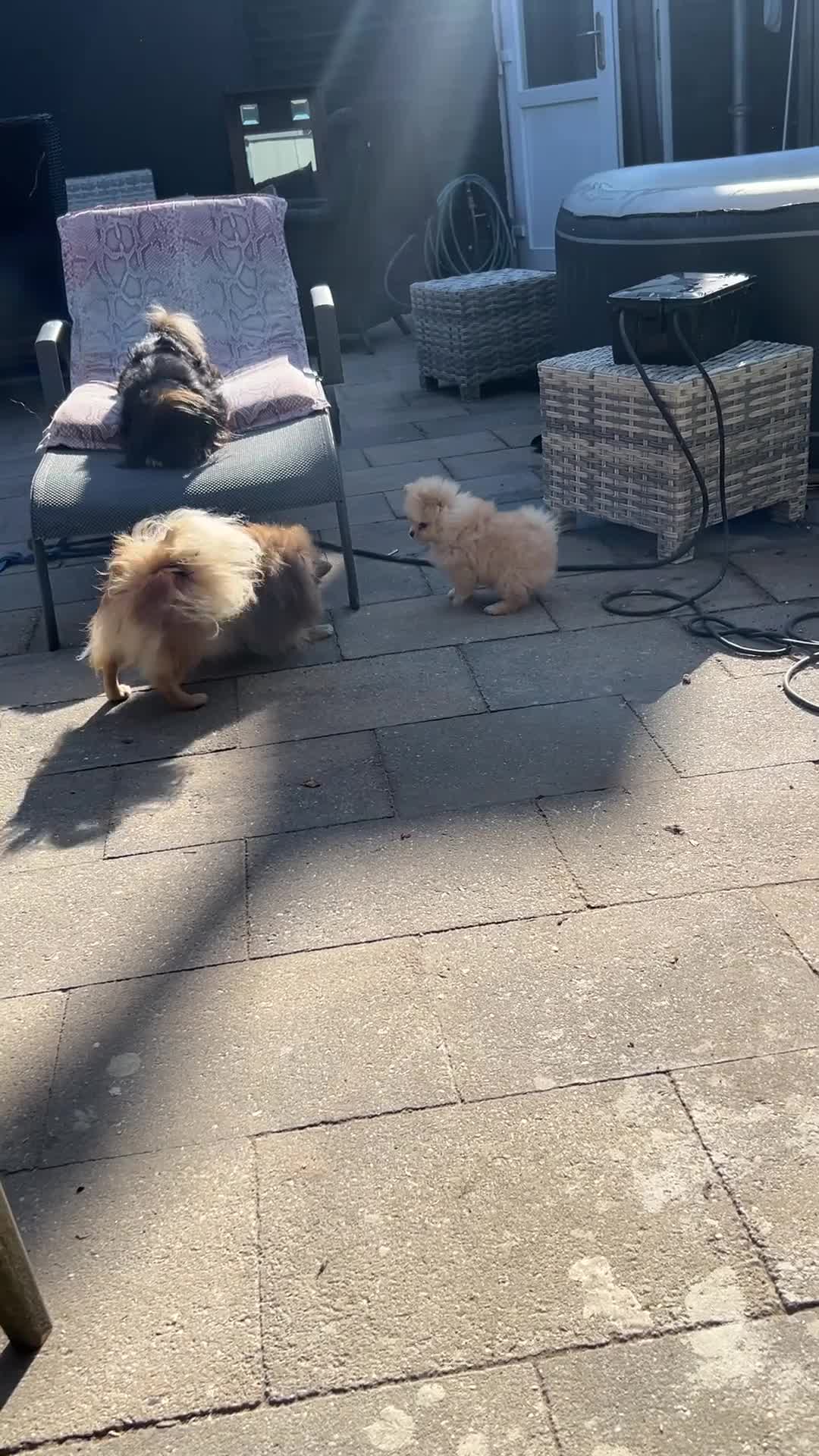 Pomeriaan honden te koop: Pomeriaan  - Video 1