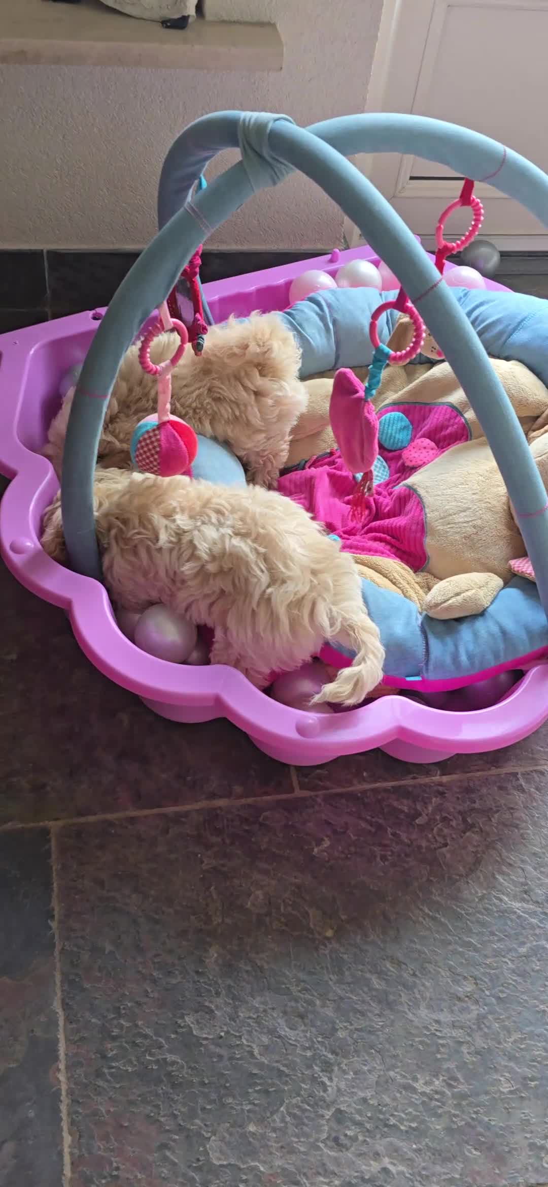 Maltipoo honden te koop: Mooie Lieve Maltipoo Maltezer / toypoedel pups - Video 1