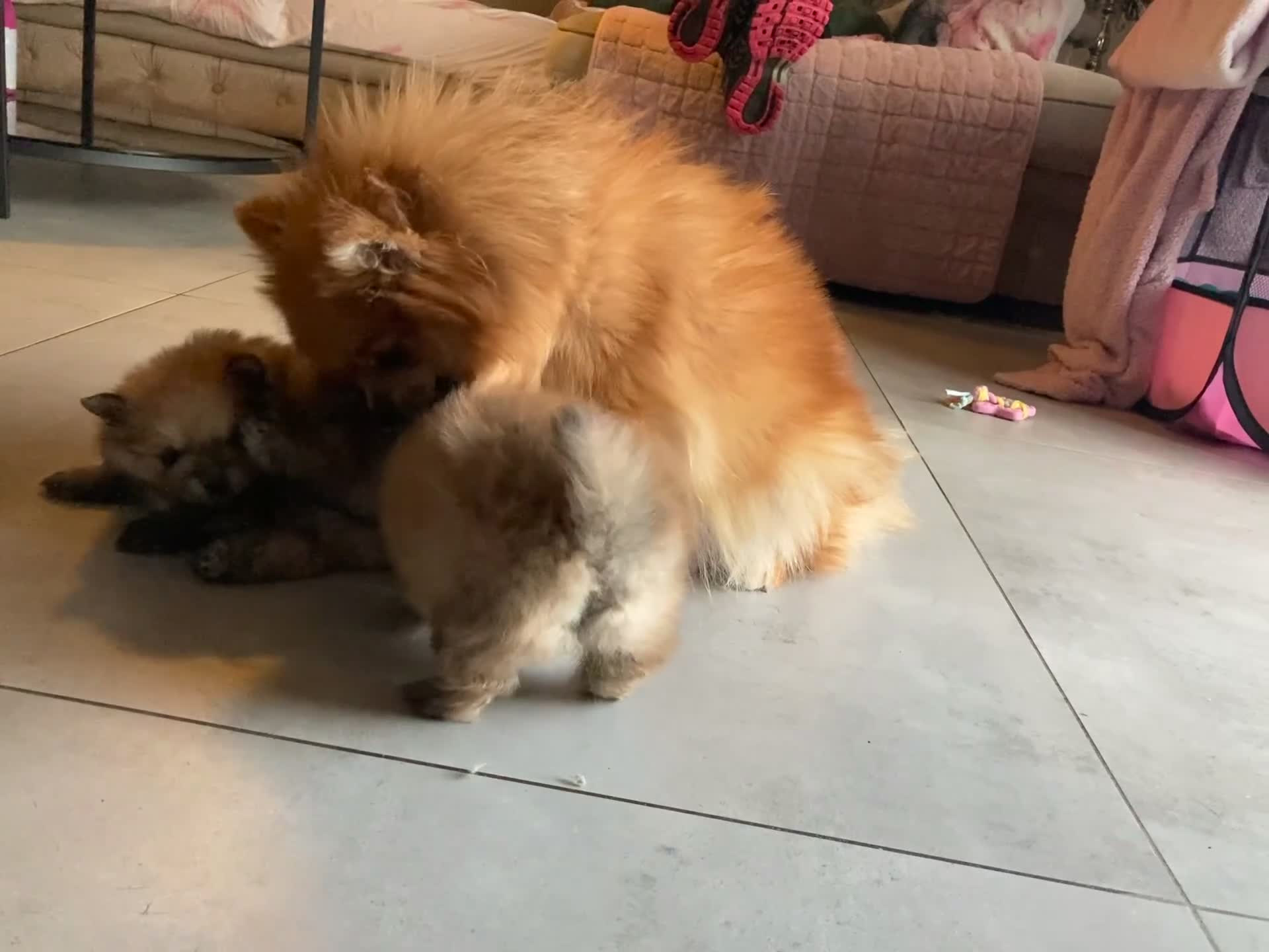 Pomeriaan honden te koop: Kleine Keesjes ( pommetjes) in Den Haag - Video 1