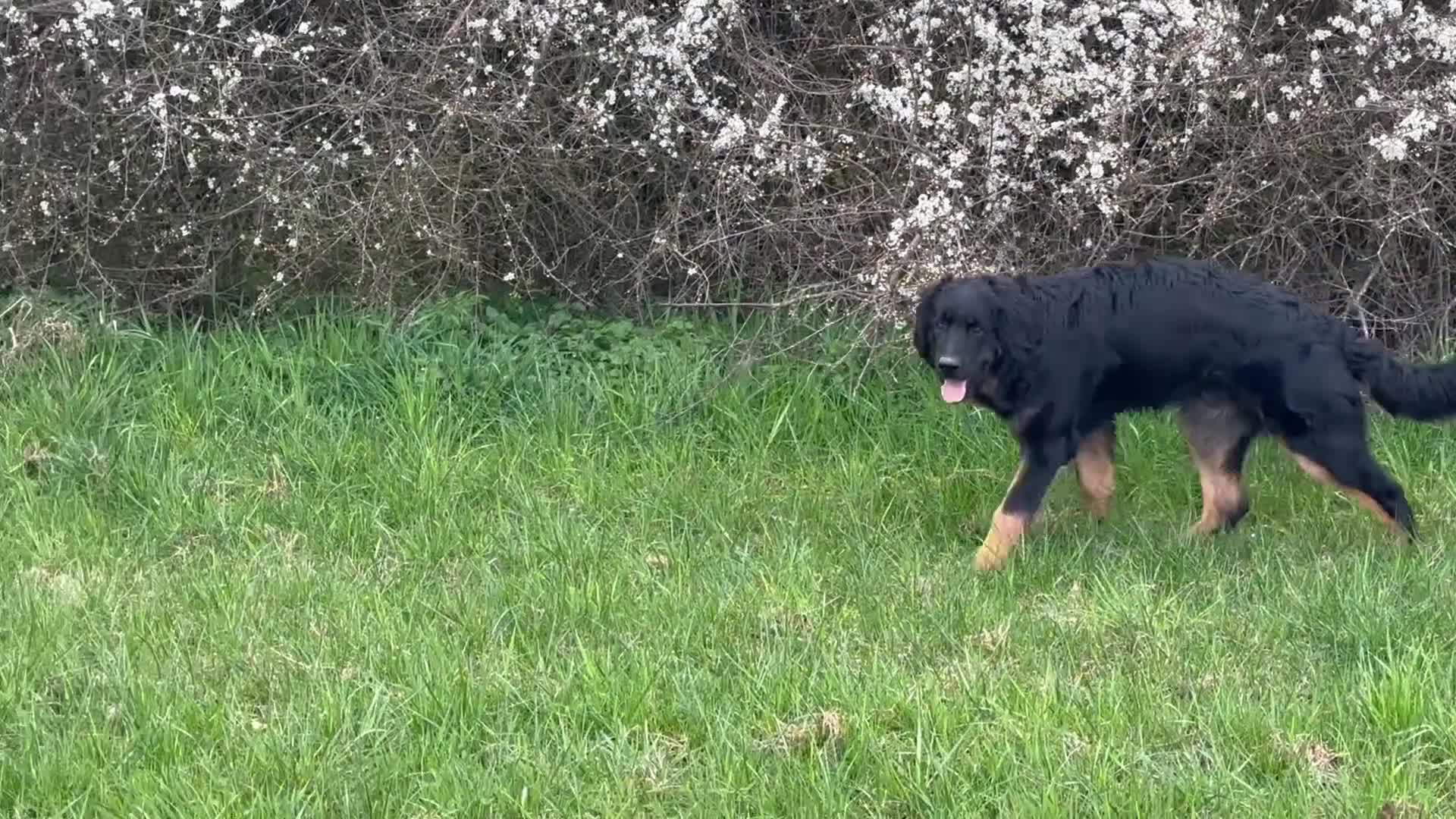 Hovawart honden te koop: Ter overname - Video 1