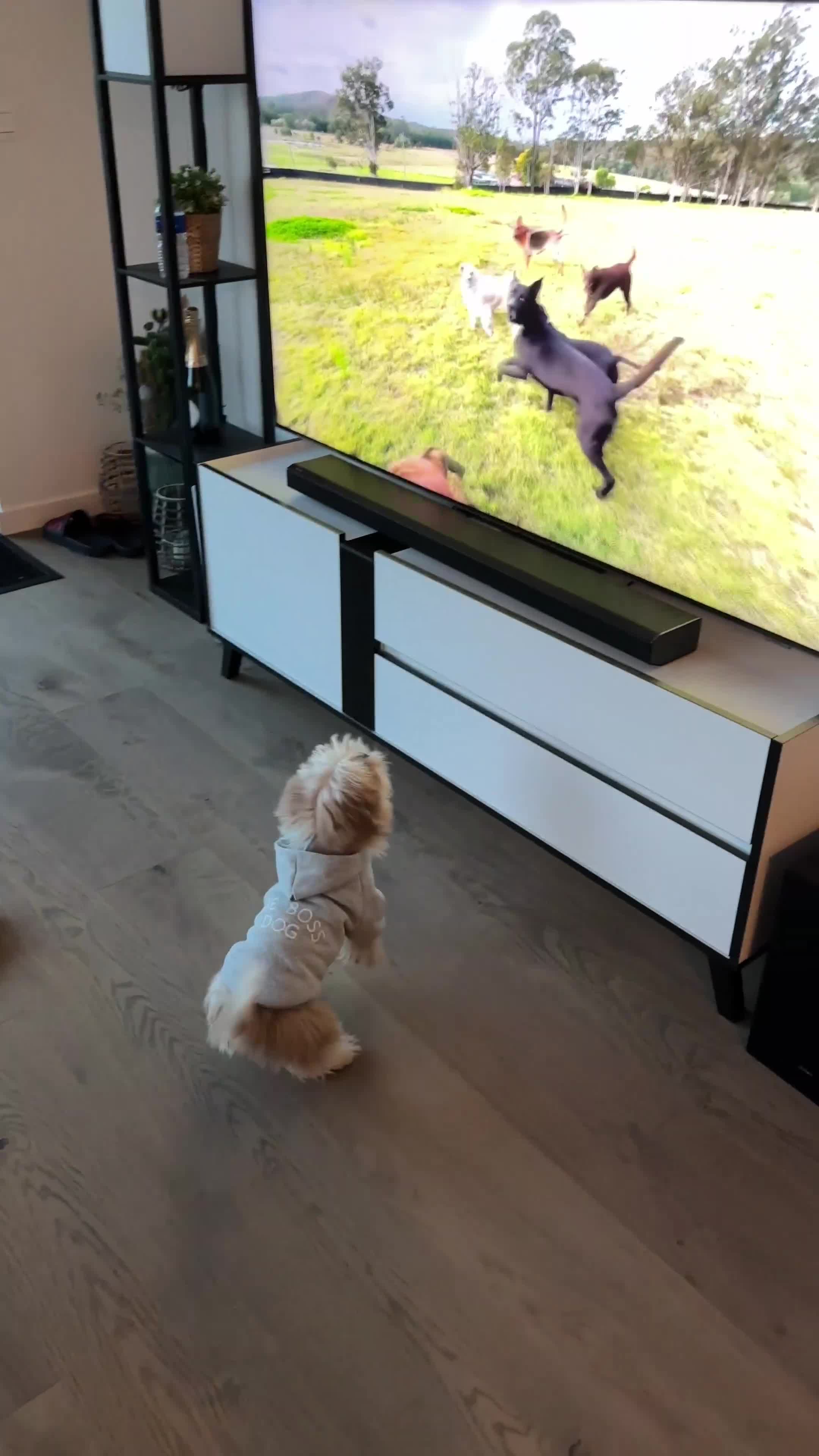 Shih Tzu honden te koop: Shih Tzu teddy - TE KOOP - Video 2