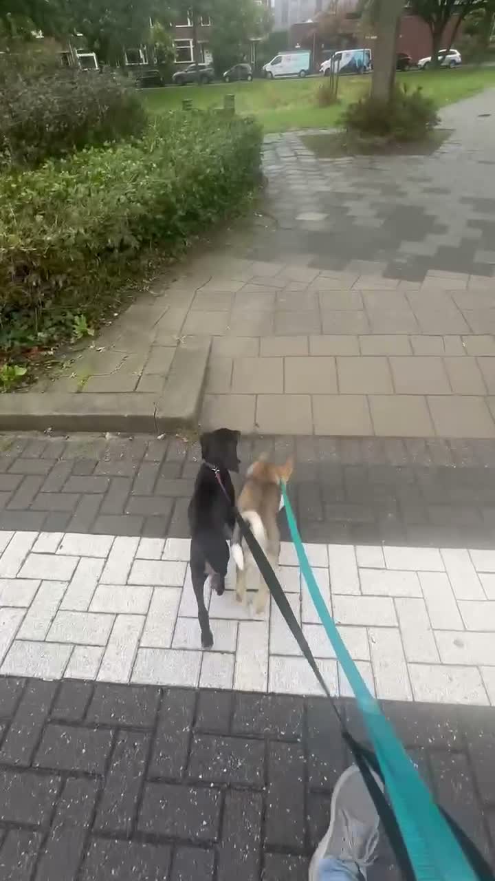 Posavski Gonič honden te koop: Gonczy Polski (Poolse jachthond) teefje 15 weken - Video 1