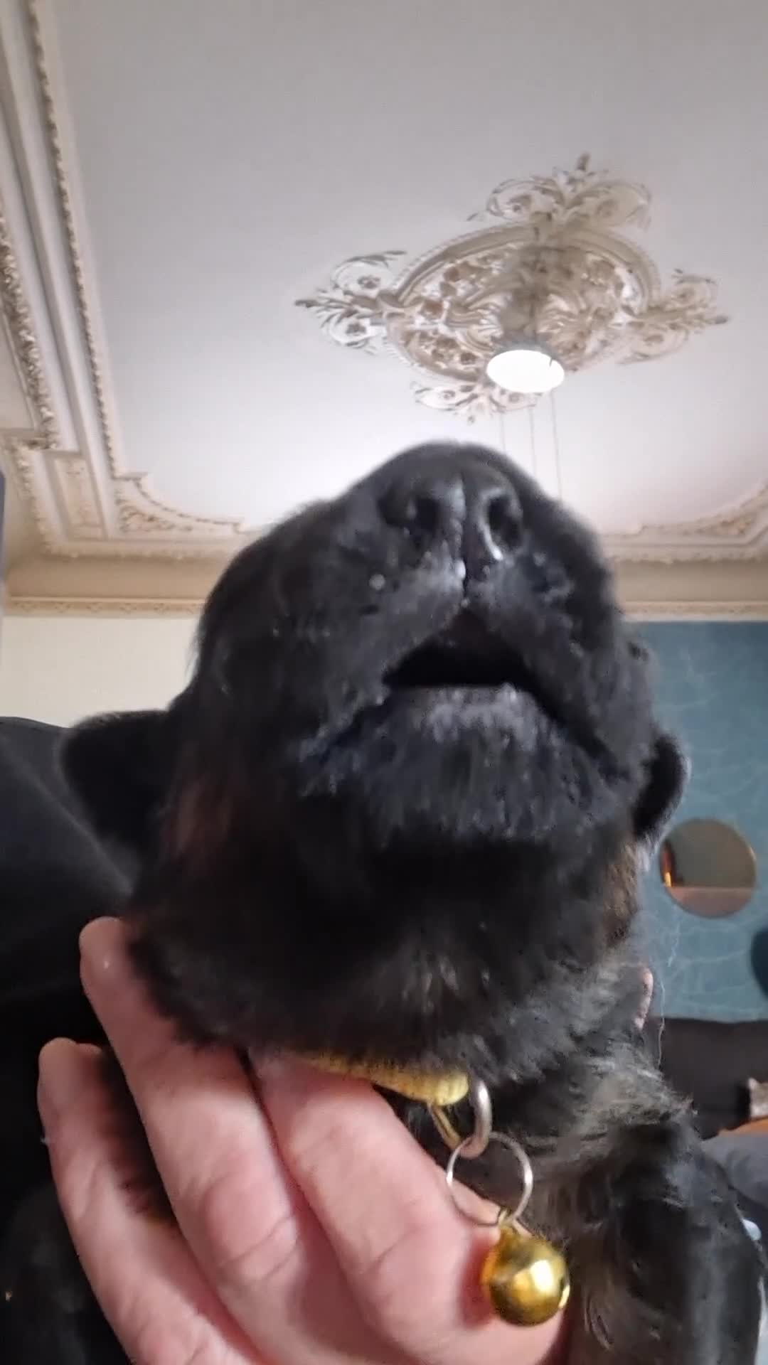 Duitse Herder honden te koop: Duitse herders  - Video 1