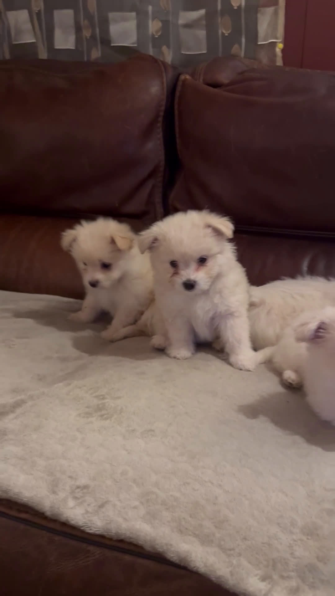 Kruising honden te koop: 7 weken oude Bichon Frise-puppy's - Video 1