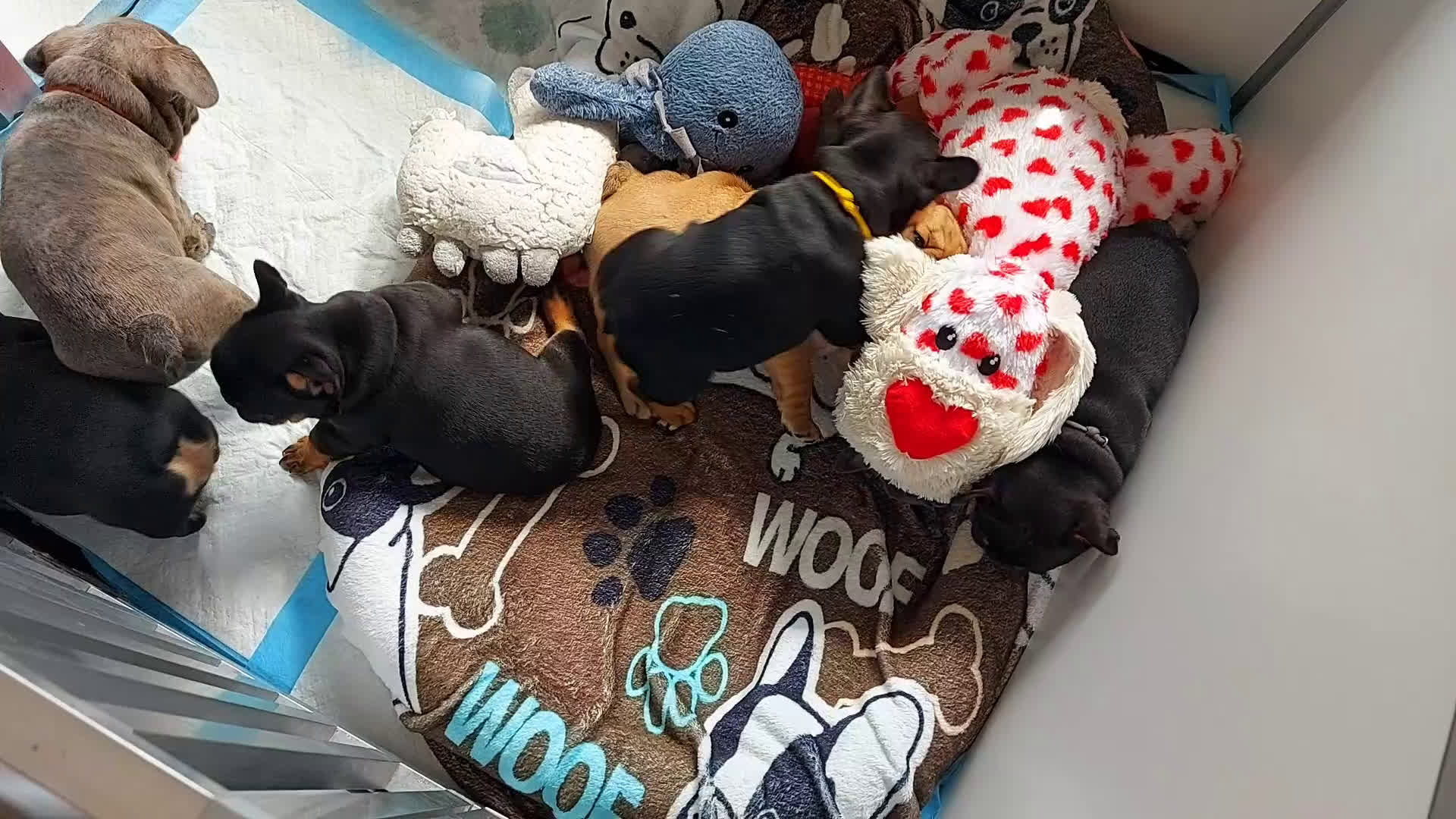 Franse Bulldog honden te koop: Prachtige Franse Bulldog pups met stamboom in Zoutleeuw - Video 2