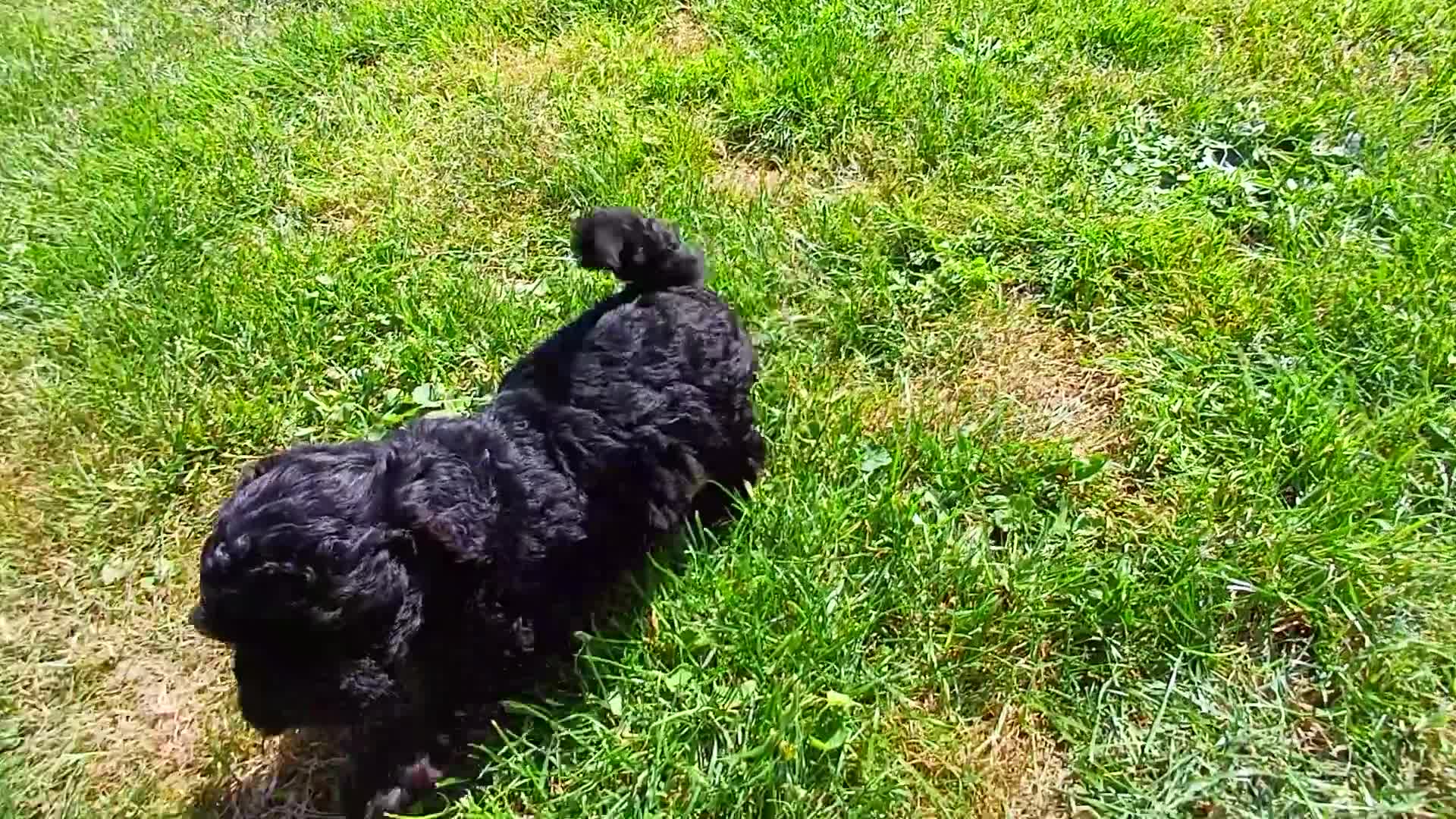 Kruising honden te koop: Schattige Sociale maltipoo x boomer puppies  in Damwâld - Video 2