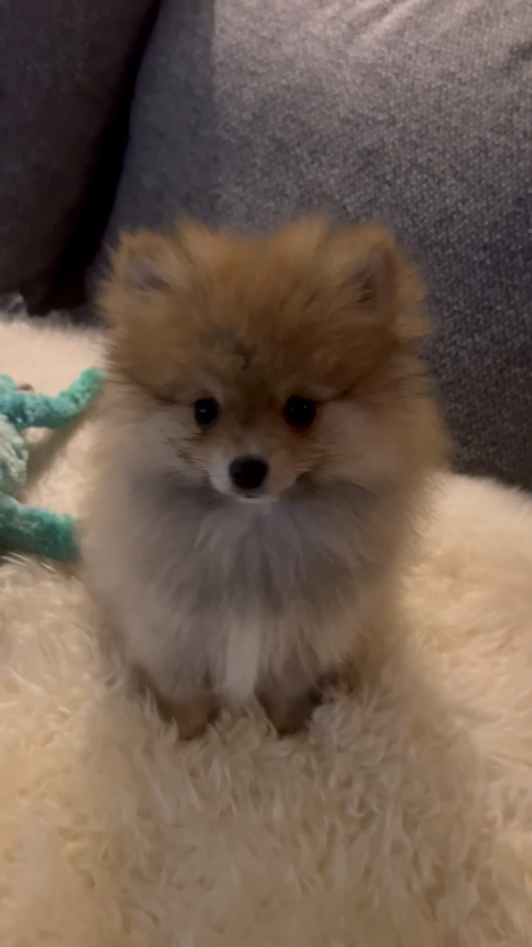 Pomeriaan honden te koop: Beautiful Healthy Bearface  Pomeranian Puppy - Video 1