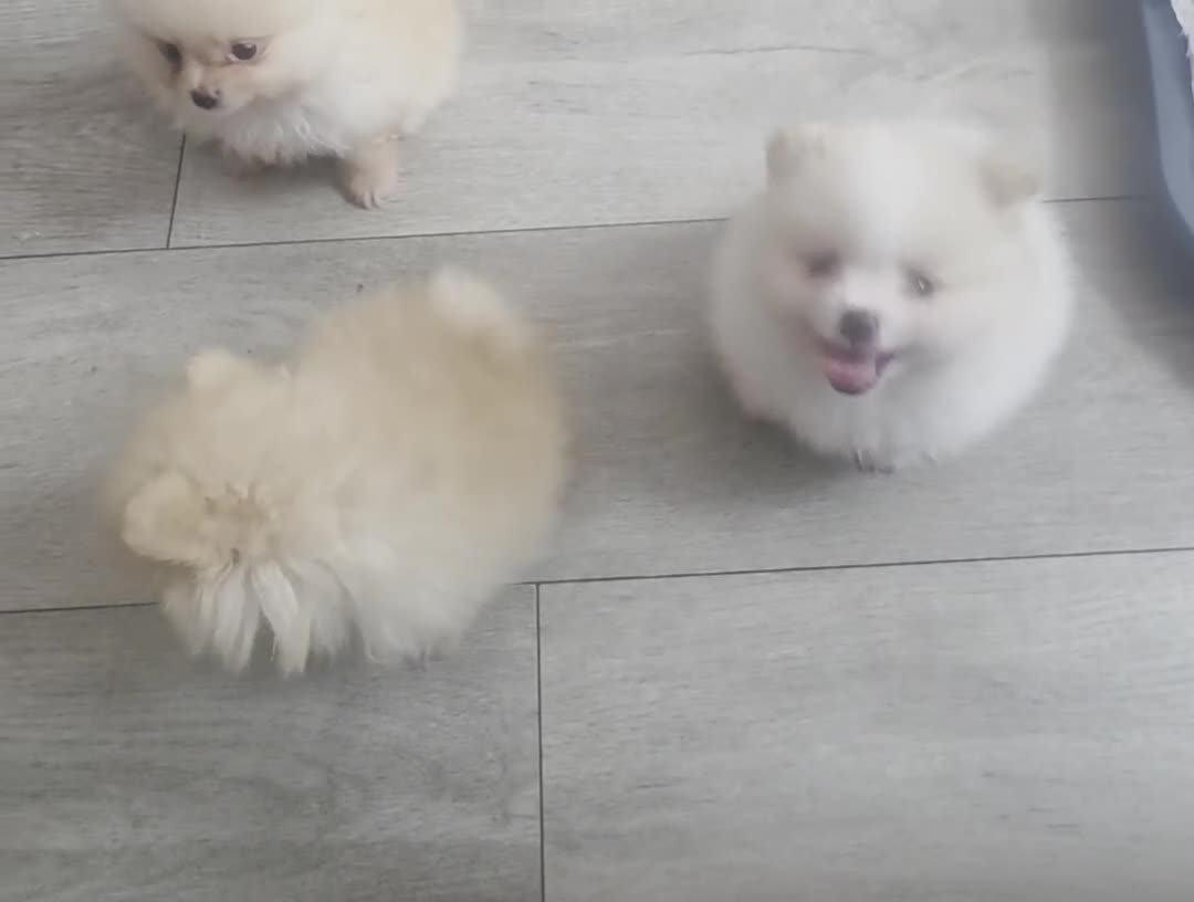 Pomeriaan honden te koop: Schattige Pommeriaan Puppy's  - Video 1