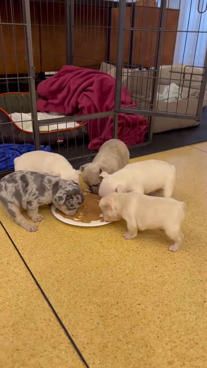 Franse Bulldog honden te koop: 🐶 Prachtige Franse Bulldog pups te koop in Breda - Video 2